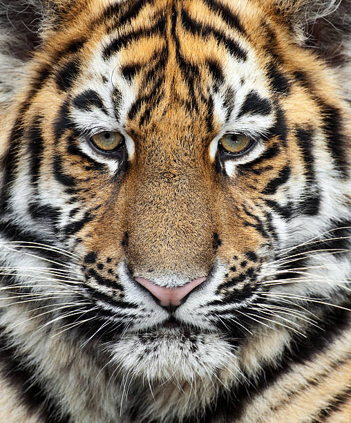 istock Little Siberian Tiger Close Up 157571479