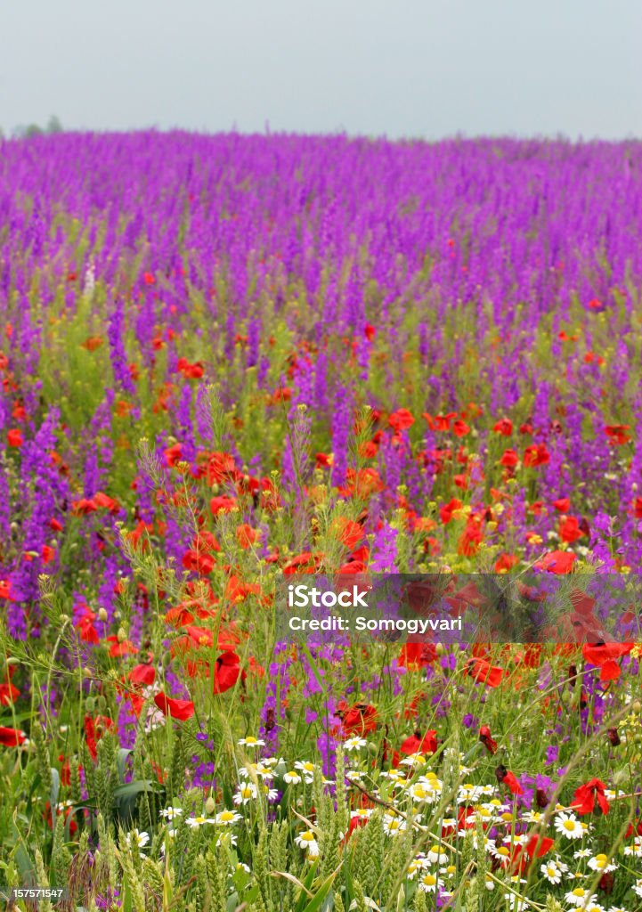 Delfinio, Camomilla e papavero, wheat - Foto stock royalty-free di Agricoltura