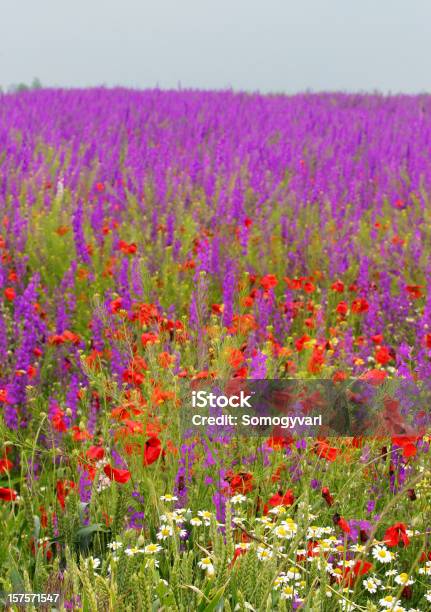 Delfinio Camomilla E Papavero Wheat - Fotografie stock e altre immagini di Agricoltura - Agricoltura, Ambientazione esterna, Bellezza naturale