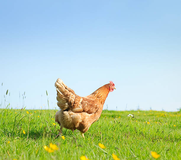 Free Range Hen in Spring An organically raised free range hen in a spring meadow. rhode island red chicken stock pictures, royalty-free photos & images
