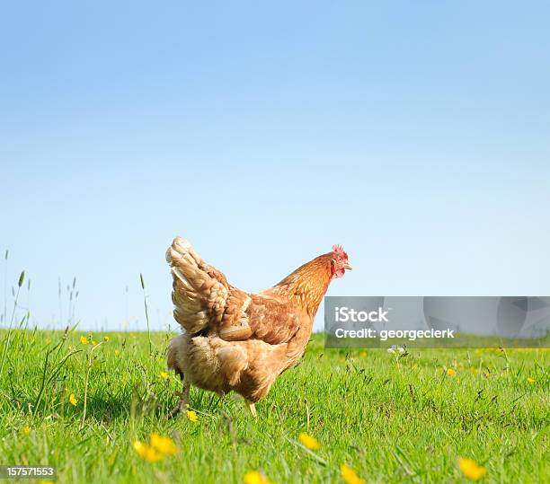 Free Range Hen In Spring-foton och fler bilder på Hönsfågel - Hönsfågel, Höna, Farm