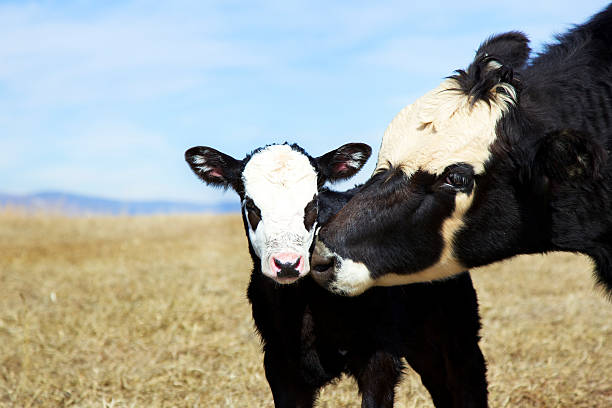 Calf and its mother A cow cleaning up its young calf. calf stock pictures, royalty-free photos & images