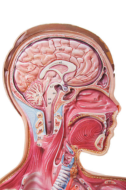 cabeza humana anatomía ayuda visual - modelo anatómico fotografías e imágenes de stock