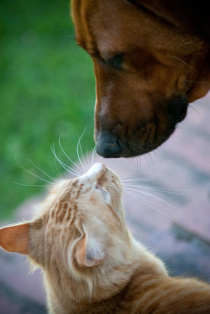 Beste Freunde – Foto