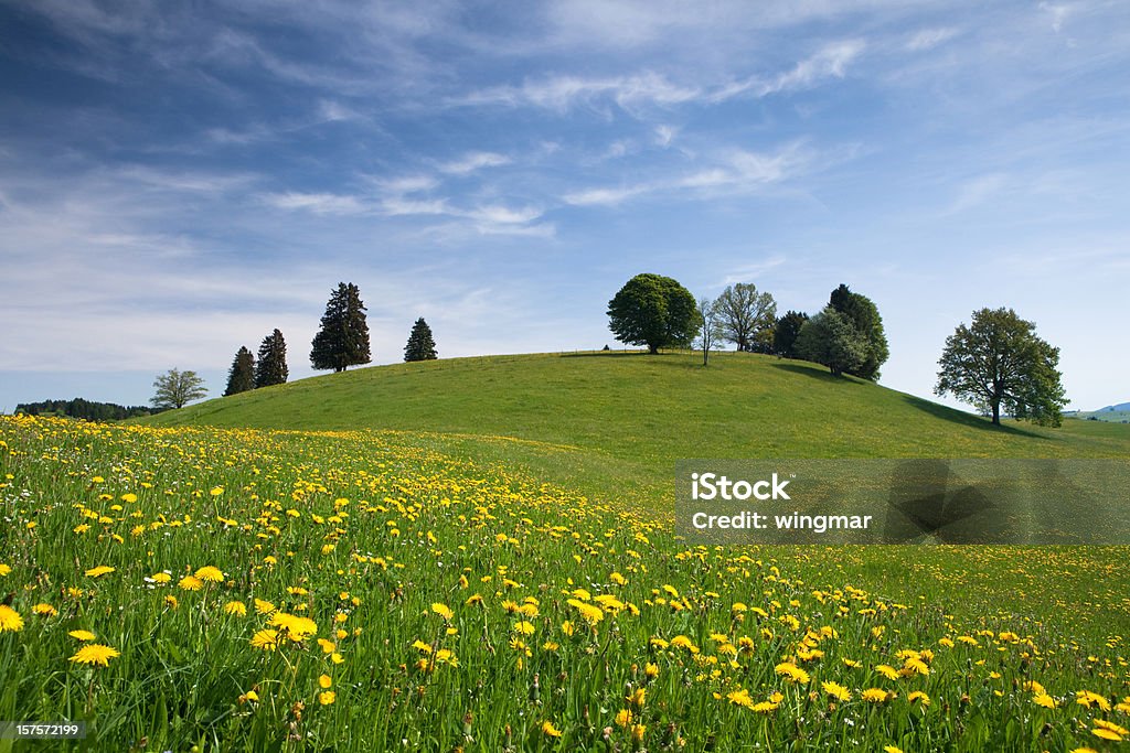 Баварские Весна луг - Стоковые фото Альгой роялти-фри