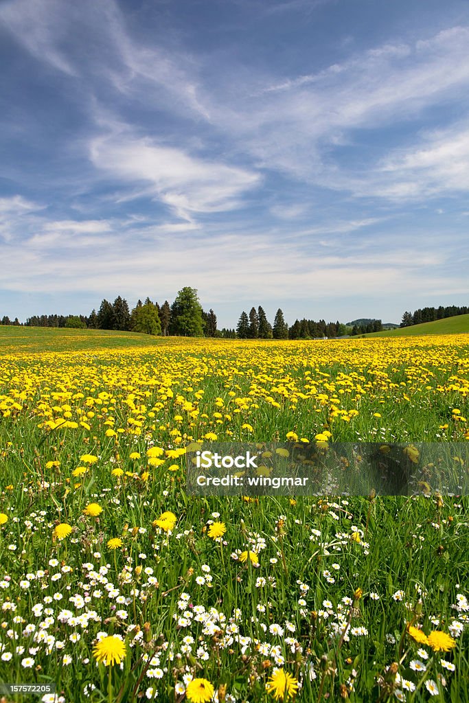 Bayerische Frühling meadow - Lizenzfrei Allgäu Stock-Foto