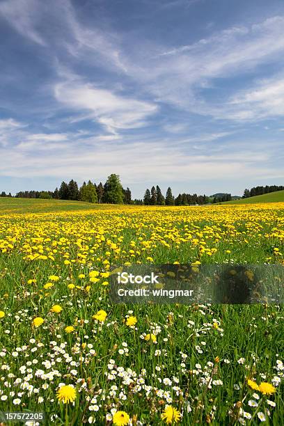 Bayerische Frühling Meadow Stockfoto und mehr Bilder von Allgäu - Allgäu, Wiese, Agrarbetrieb