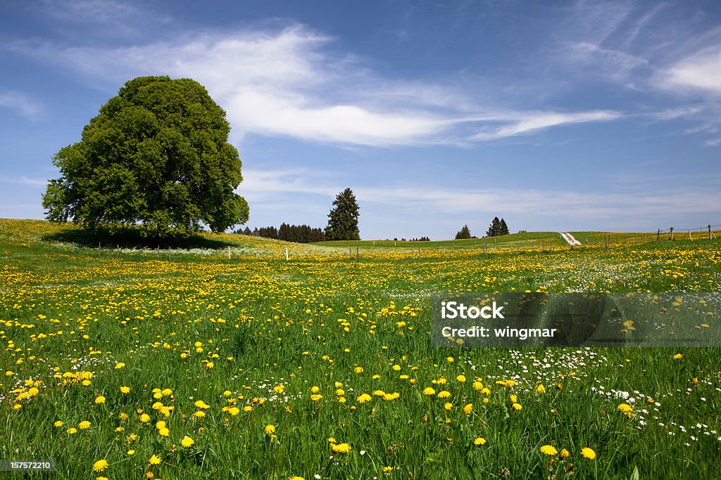 Bayerische Frühling meadow - Lizenzfrei Feld Stock-Foto