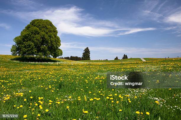 Bayerische Frühling Meadow Stockfoto und mehr Bilder von Feld - Feld, Offen - Allgemeine Beschaffenheit, Agrarbetrieb