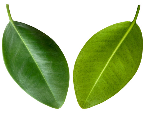 The front and back side of the leaf, with a clipping path for easy selection.