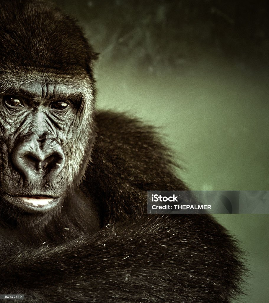 young lowland gorilla portrait young lowland gorilla close up portrait Animal Wildlife Stock Photo