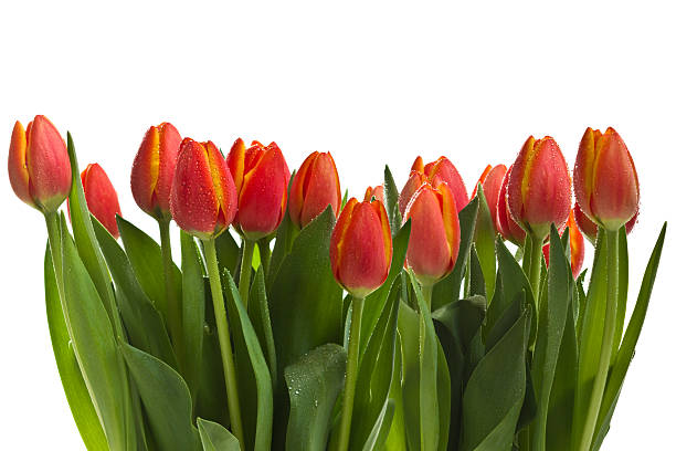 tulipanes - cut out tulip close up drop fotografías e imágenes de stock