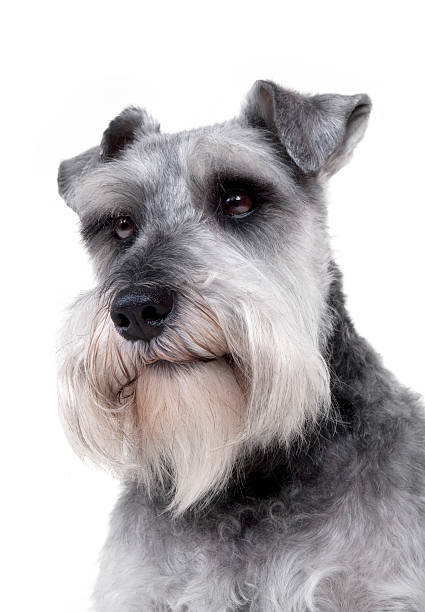 istock Minature Schnauzer sitting (Salt & Pepper) 157572436