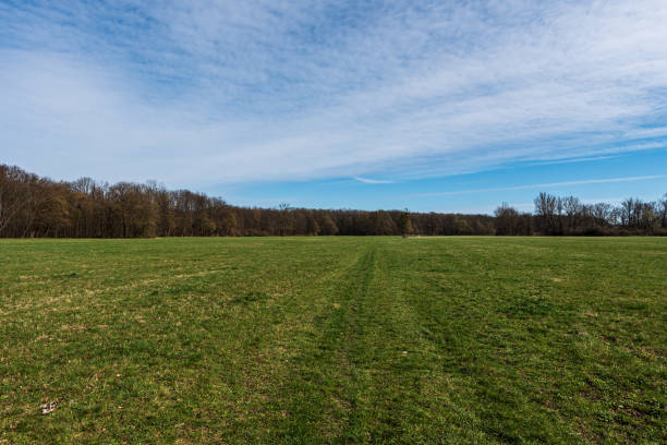 istock Huge early springtime meadow with forest around and blue sky with clouds 1575724416