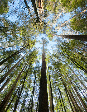 Looking up at huge Eucalyptus trees in the Grampians, Victoria, Australia.