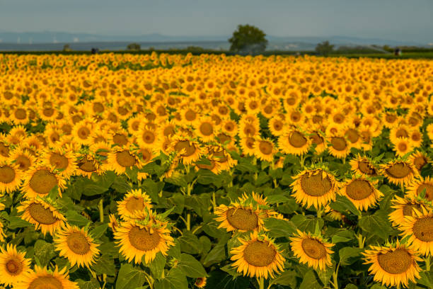 istock Sunflower field after summer sunrise 1575724937