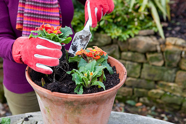 istock Planting Spring Flowers in Terracotta Pot 157572517
