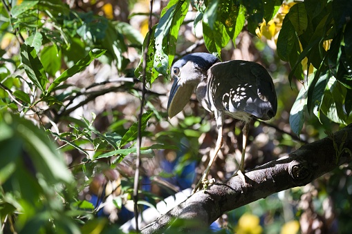A boat-billed heron (Cochlearius cochlearius) perched on a branch in a lush outdoor environment