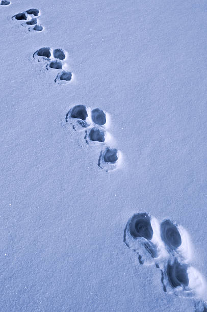A snowy landscape with a trail of footprints in the snow. The footprints are in a straight line, indicating that they were made by a single animal or person. The footprints are small