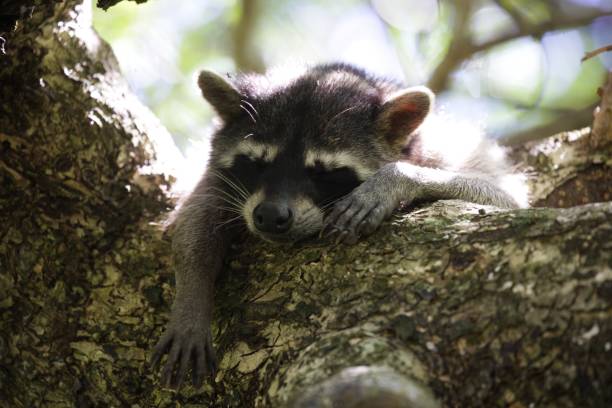 istock Raccoon perched atop a tree, its paw resting under its head 1575726452
