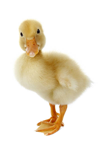 duck looking cute duckling with a surprised expression   duckling stock pictures, royalty-free photos & images