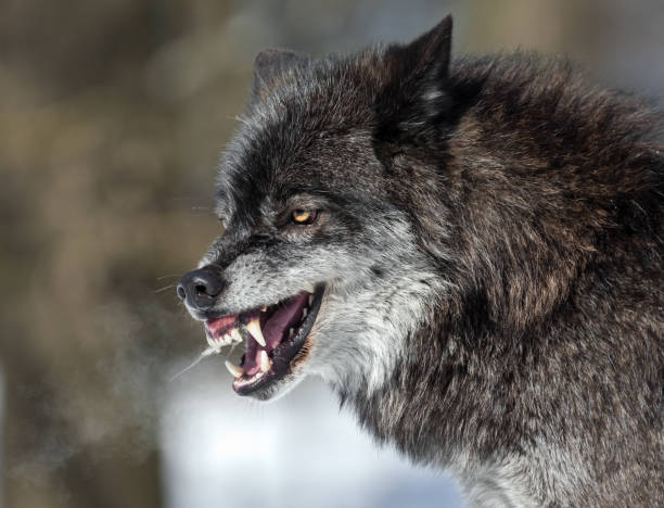 gruñir negro wolf - gruñir fotografías e imágenes de stock