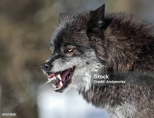 Snarling Black Wolf Stock Photo - Download Image Now - Wolf, Fang, Snarling