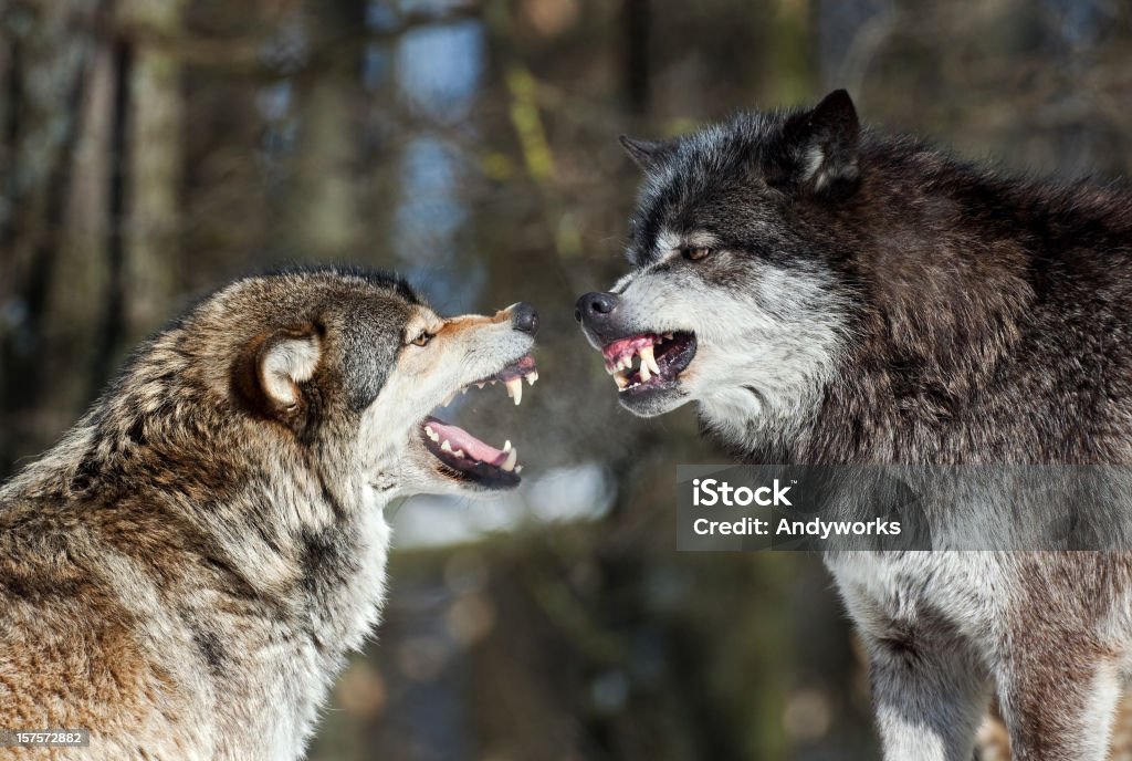 Wolf Diskussion - Lizenzfrei Wolf Stock-Foto