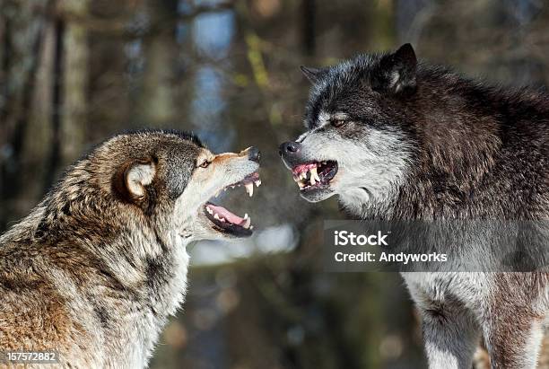 Wolf Diskussion Stockfoto und mehr Bilder von Wolf - Wolf, Bemühung, Kälte