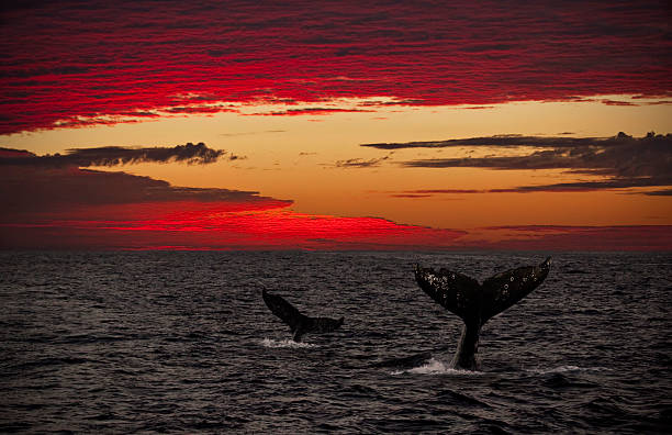istock Gray Whale Mother & Calf Tails at Sunset 157572954
