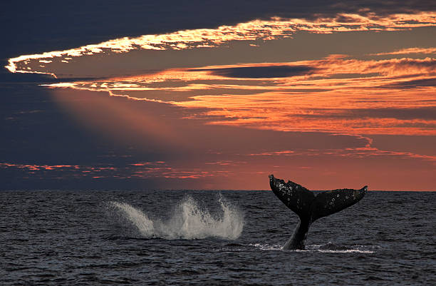 ジャンプコククジラの夕暮れ ストックフォト