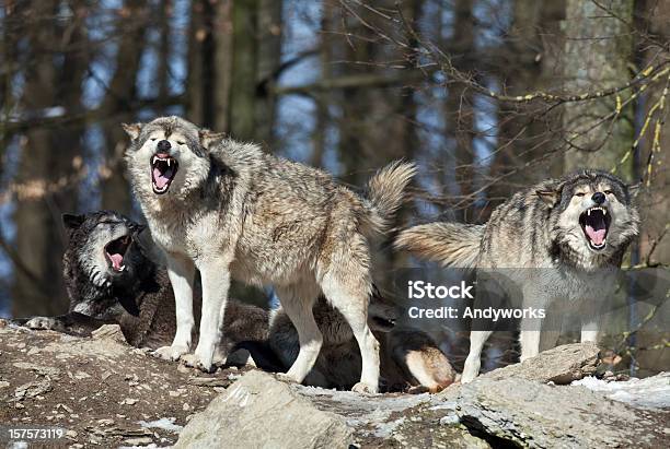 Sie Wolves Stockfoto und mehr Bilder von Wolf - Wolf, Europäischer Wolf, Heulen