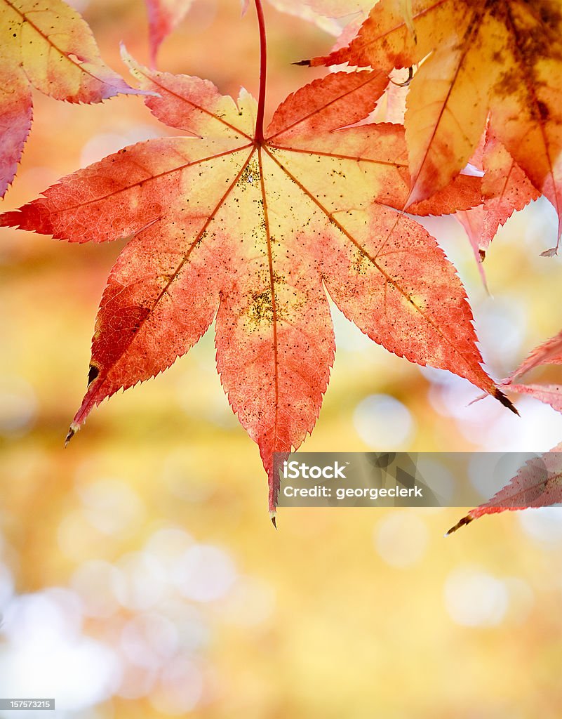 Hojas de otoño caída de primer plano - Foto de stock de Abstracto libre de derechos