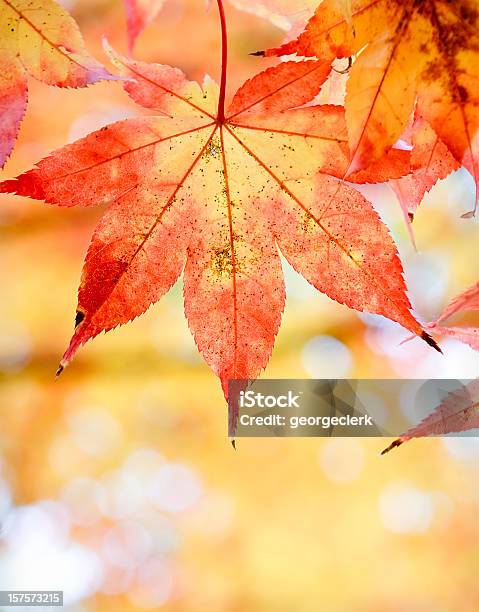 Hojas De Otoño Caída De Primer Plano Foto de stock y más banco de imágenes de Abstracto - Abstracto, Desenfocado, Otoño