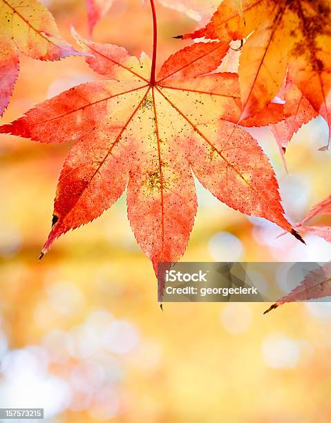 Outono Folha De Decaimento Closeup - Fotografias de stock e mais imagens de Abstrato - Abstrato, Desfocado - Focagem, Outono