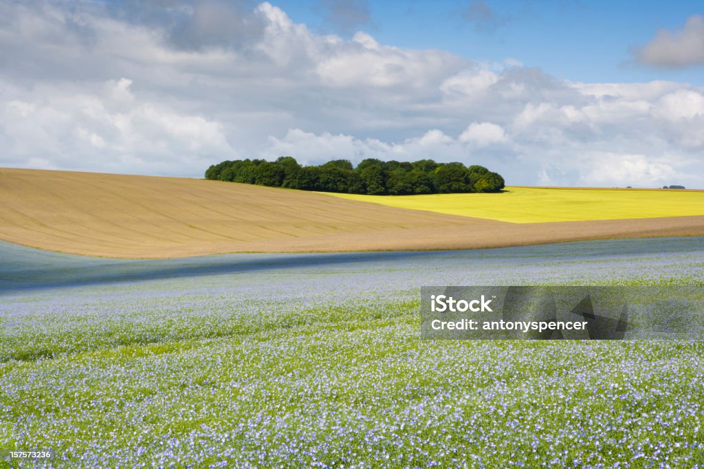 Plantas oleaginosas linho, Wiltshire U. K - Royalty-free Agricultura Foto de stock