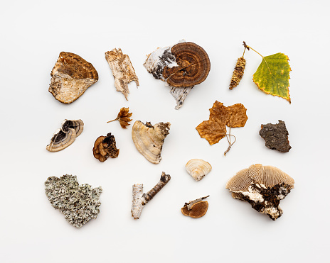 Autumn nature flat lay with polypore mushrooms,  branches tree, yellow fallen leaves, moss, bark on white background. Minimal style creative pattern from wild plants of fall forest. Trend top view