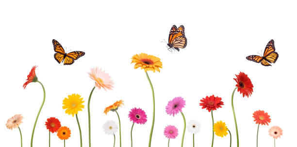 colroful resorte gerbera monarca daisies y mariposas aislado en blanco - butterfly monarch butterfly isolated flying fotografías e imágenes de stock