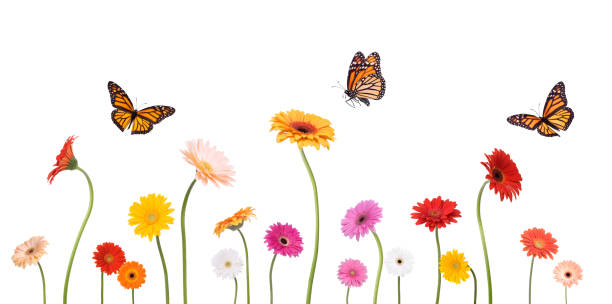 Colroful Spring Gerbera Daisies and Monarch Butterflies Isolated on White Colroful Spring Gerbera Daisies in various positions and heights along with Monarch butterflies in various flying positions isolated on white. Shot with a DSLR Canon 1Ds Mark III camera. orange flowers on white stock pictures, royalty-free photos & images