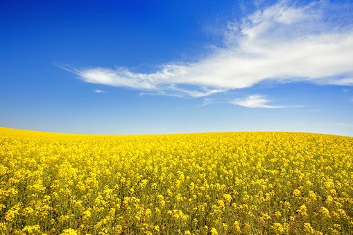 Yellow flowers field and blue cloud sky