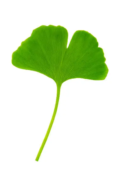 Ginkgo leaf on white background, with 