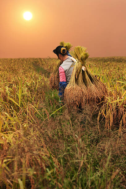 riso harvest - developing countries farmer rice paddy asia foto e immagini stock