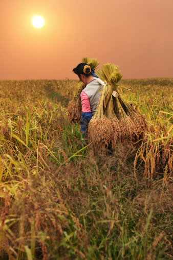 Female farmer bringing back harvested rice grass home at the sunset