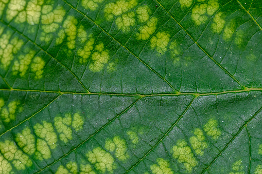 Green wallpaper background, colorful leaf close up filling the frame