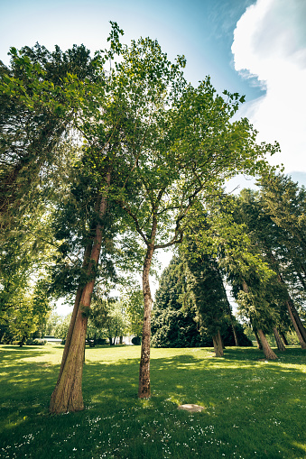 park with high tree