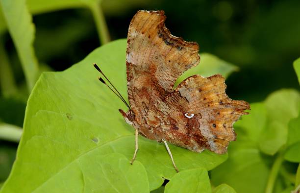 istock Closeup shot of a comma butterfly on a leaf. 1575761539