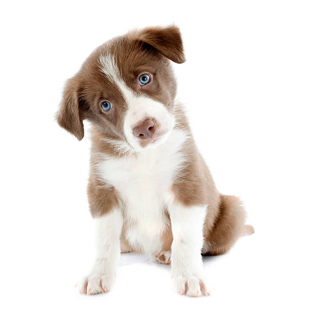 Border Collie puppy cocking its head to one side portrait of puppy border collie in front of white background border collie puppies stock pictures, royalty-free photos & images
