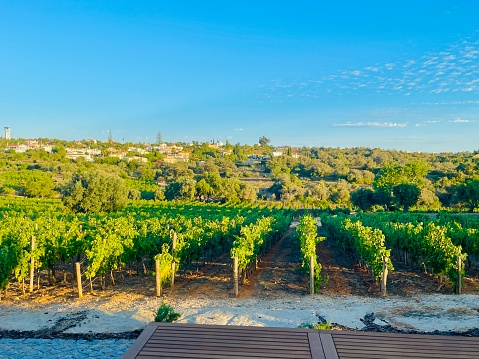 View of Portuguese vineyard