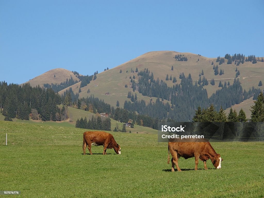 Pastar vacas en Schoenried, alpes Bernese - Foto de stock de Agricultura libre de derechos