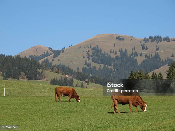 Vacas Em Pastagem Schoenried Bernese Oberland - Fotografias de stock e mais imagens de Agricultura - Agricultura, Alpes Europeus, Animal